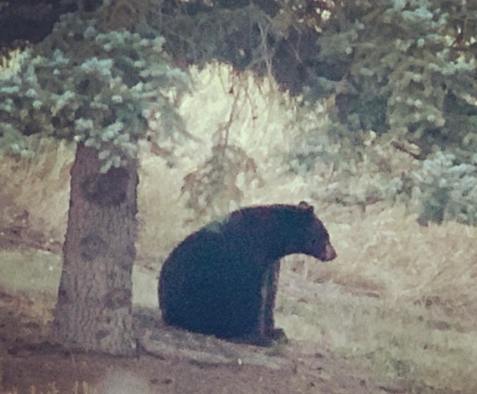 bear of apple valley