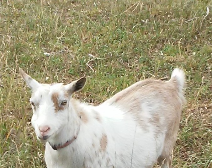 Betty the goat (3)